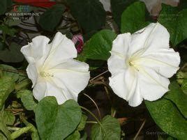 月光花Ipomoea alba-花卉图片网