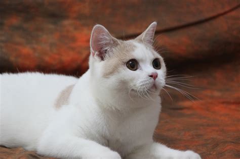 中国大白猫品种资料简介 - 知乎