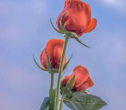 17朵玫瑰代表什么(关于玫瑰与浪漫的文案) - 【爱喜匠】