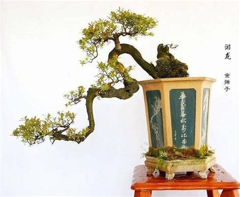 天生好养的36种盆景植物_作品