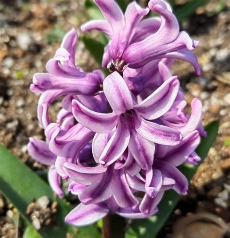 风信花图片
