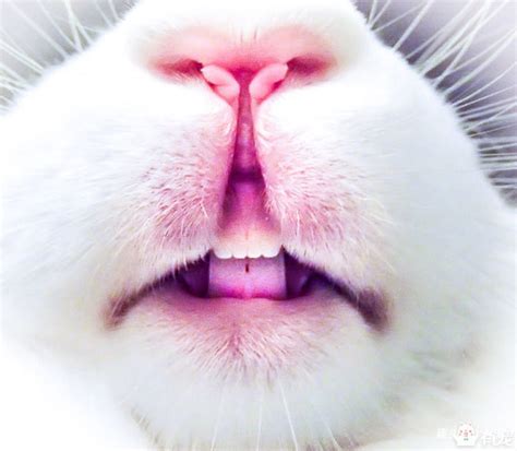 兔兔嘴巴里究竟是个怎样世界?!|兔兔|臼齿|牙齿_新浪新闻