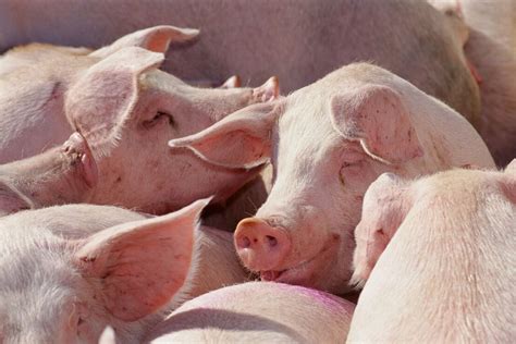 农业农村部：3月份第1周全国生猪平均价格15.93元/公斤，比前一周上涨2.5% - 猪好多网