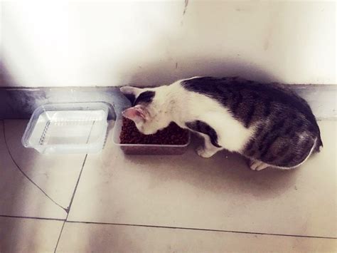 女子被流浪猫“送”小鱼干：投喂了它一个月，很惊喜_凤凰网视频_凤凰网