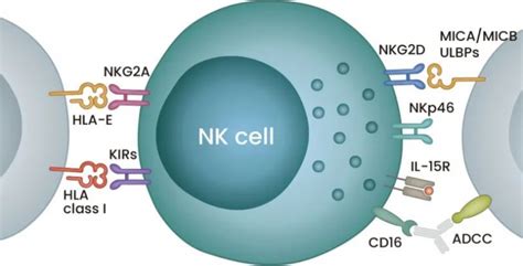 新势力崛起——CAR-NK细胞疗法 - 商家动态 - 生物在线 Lab-on-Web