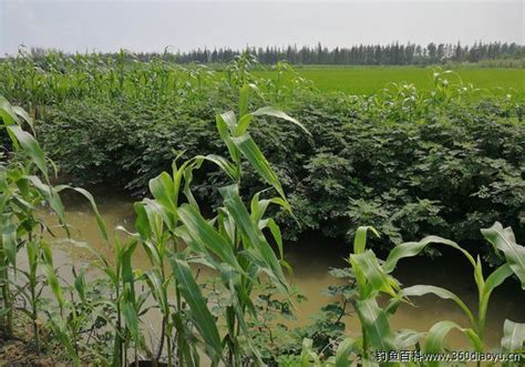 广东：嘉积镇 通水渠保农田灌溉 暖民心助粮食生产