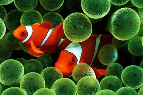 小丑鱼图片-珊瑚礁里游荡的小丑鱼素材-高清图片-摄影照片-寻图免费打包下载