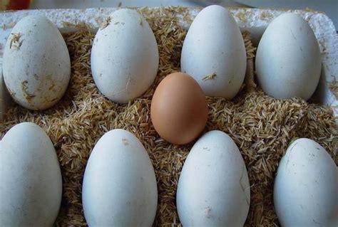 鸡蛋、鸭蛋、鹌鹑蛋…营养差别竟这么大！原来一直吃错了