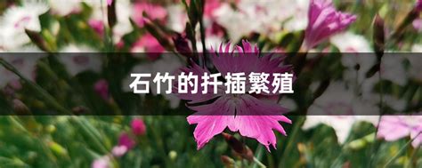 石竹的扦插繁殖 - 花百科