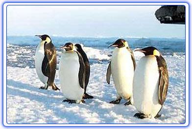 神奇动物在哪里——南极企鹅图鉴