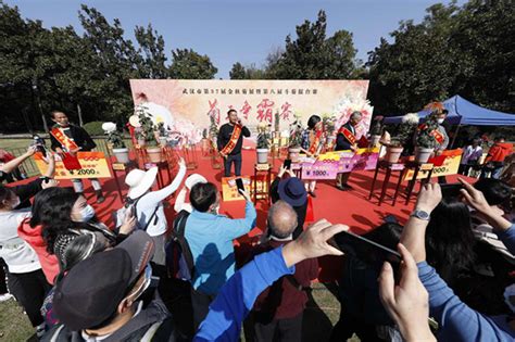 11月8日武汉文体频道：武汉植物园摆擂斗菊 今年“花王”花开两朵----武汉植物园