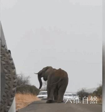 两头大象在南非一公路上打架，相互打了40多分钟，都不肯让路让车经过
