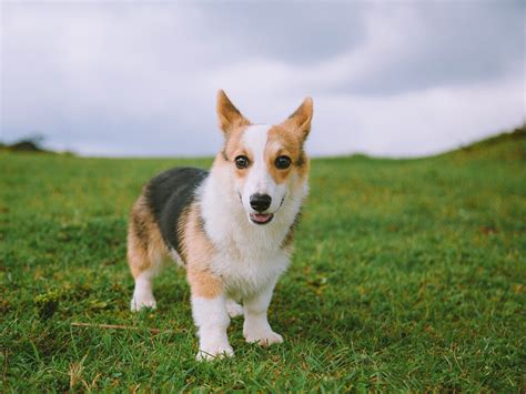 长毛柯基-洛杉矶【均木纪实宠物摄影】|Photography|Pet Photography|均木纪实宠物摄影_Original作品-站酷ZCOOL