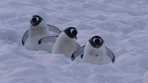 企鹅家族 第2季 企鹅家族第2季 第3集