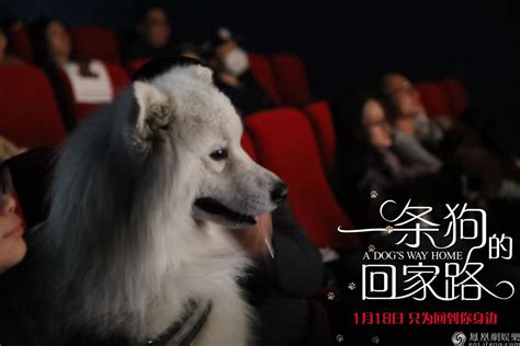 《一条狗的回家路》-高清电影-完整版在线观看