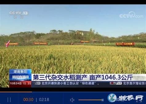 水稻亩产超1吨，四川这个地方实现吨粮田_四川在线