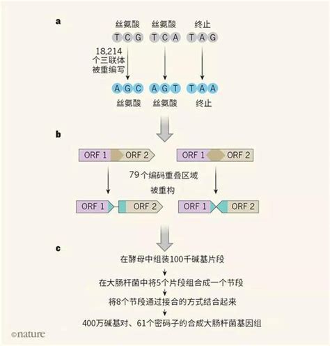 AJHG | 卢煜明教授团队成功构建cfDNA片段化模型，揭示DNA片段化过程关键步骤 – SEQ.CN