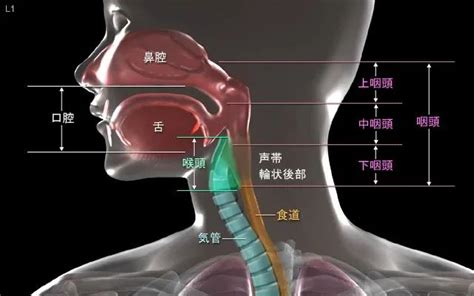 咽喉炎早期症状是什么（预防疾病从关注身体开始） - 学堂在线健康网