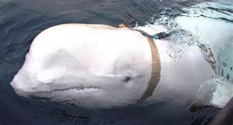 长沙海底世界小白鲸人工饲养繁殖成功 - 资讯 - 新湖南