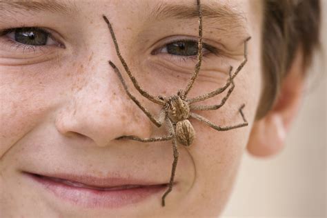 Couple Finds A Huntsman Spider The Size Of A Frisbee Eating An Entire ...