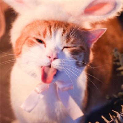 猫咪非主流发型头像