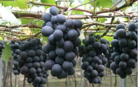 葡萄苗最佳种植时间什么时候 葡萄怎么养殖-农百科