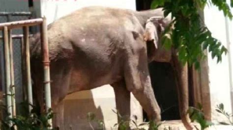 安徽合肥一动物园大象遭虐待瘦成皮包骨？园方回应_凤凰网