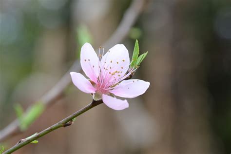 门前的李子树花盛开了-通江论坛-麻辣社区
