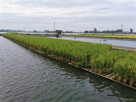 震惊！鱼塘种水稻，亩产高达1300多斤！|新技术|粮食|水稻_新浪新闻