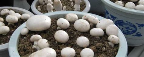 浙江温岭：蘑菇住进“智慧大棚”-人民图片网