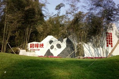 四川雅安城市吉祥物大熊猫雅雅、安安3岁了 - 封面新闻