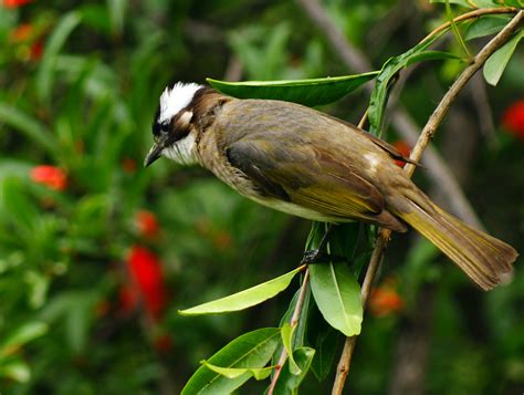 黄山低海拔区域常见鸟类——领雀嘴鹎