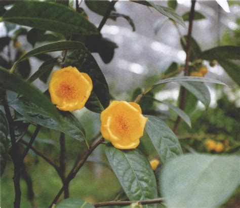 金花茶大全图片