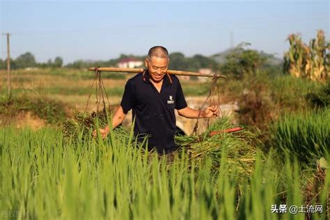 适合江苏种植的高产水稻品种，了解这7种 - 新三农