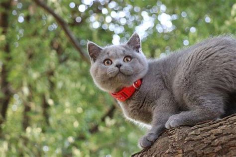 第一次养猫如何挑选一只纯种的英短蓝猫？要注意些什么？