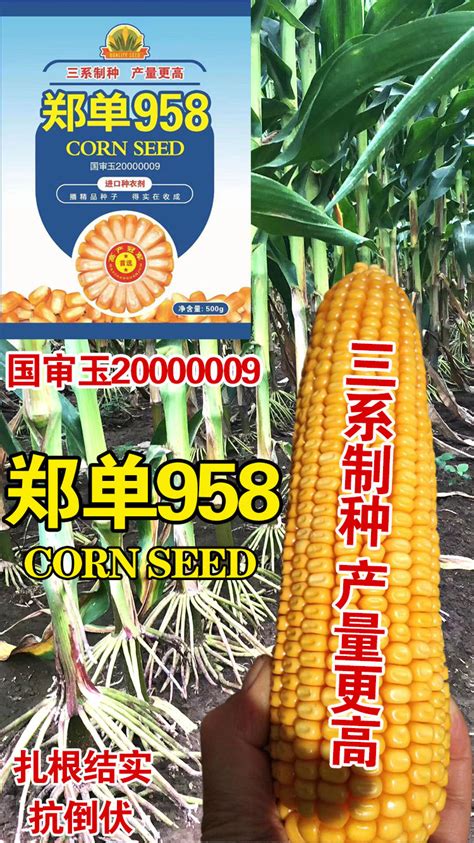 高产稳产广适紧凑型玉米单交种郑单958 - 中华人民共和国科学技术部