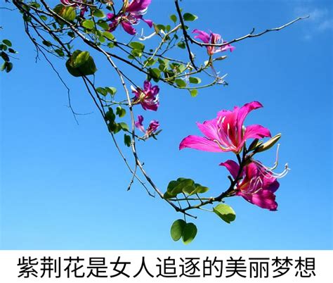 花是昨日之花你的梦是少年之梦图片