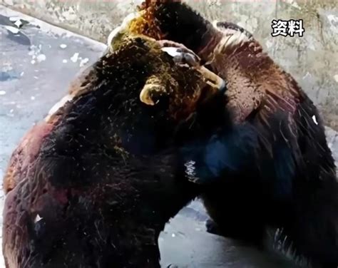 北京动物园一大熊猫“越狱”，整套动作行云流水；网友举报：它夏天曾掰断监控，越狱蓄谋已久…… | 每日经济网