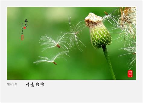 【情意绵绵摄影图片】武汉-后襄河公园生态摄影_太平洋电脑网摄影部落
