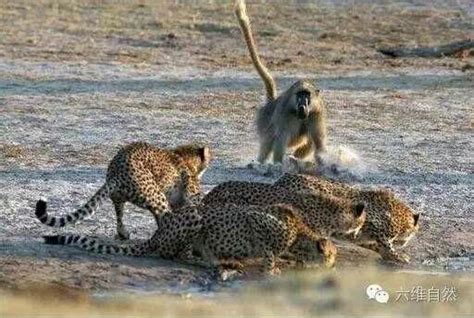 女摄影师非洲摄到猎豹奔跑捕猎画面 - 异域风情 - 华声论坛