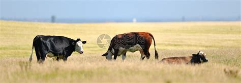 自然草三头牛在牧场上放夏天高清图片下载-正版图片307513258-摄图网