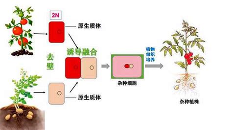 2-植物体细胞杂交