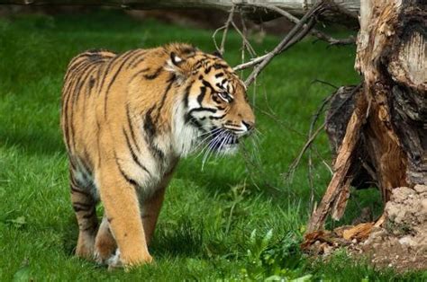 Fota Wildlife Park announces new opening hours