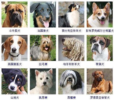 72种名犬图片及名字-百度经验