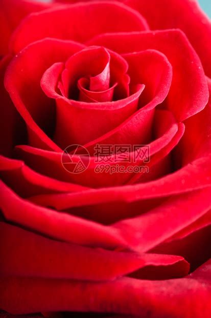浪漫的红玫瑰花是爱情的象征高清图片下载-正版图片303953982-摄图网