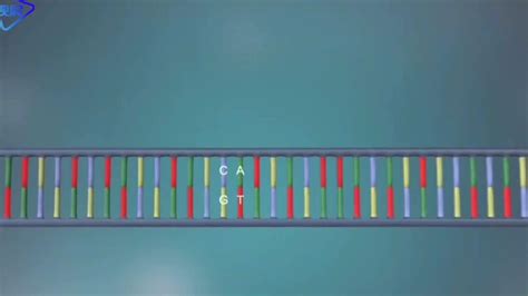 基因、染色体、蛋白质、DNA、RNA 之间的关系是什么？ - 知乎