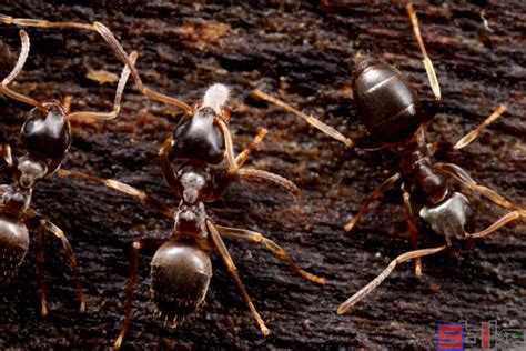 行军蚁能用来消灭入侵蚁种吗？入侵蚁种没消灭，行军蚁先内讧了 - 知乎