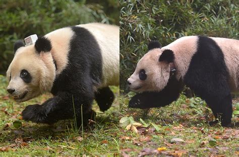一年卖150亿，熊猫快餐panda express成功的秘诀是啥？ _ Linkedcare领健