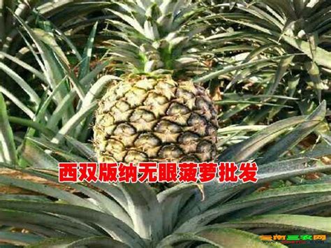 探访广东徐闻“菠萝的海”：价格稳定 果农增产又增收