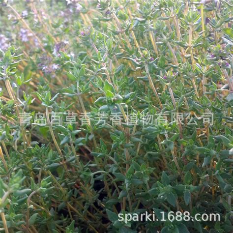 百里香一年可以开几次花-花卉百科-中国花木网
